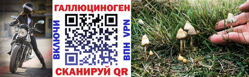 Галлюциногенные грибы Psilocybe  купить наркоту  Катав-Ивановск 
